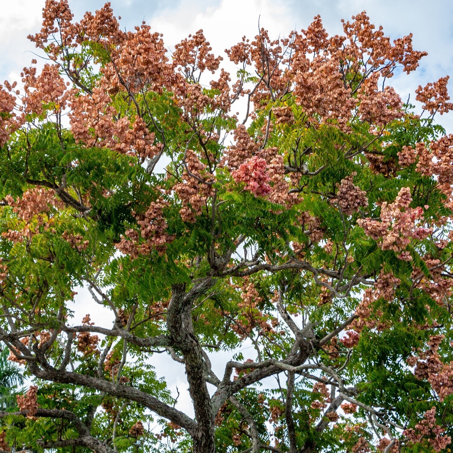 Koelreuteria bipinnata