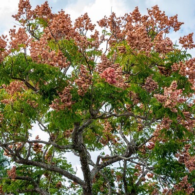 Koelreuteria bipinnata