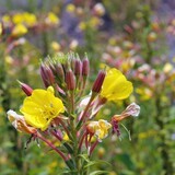 Oenothera biennis