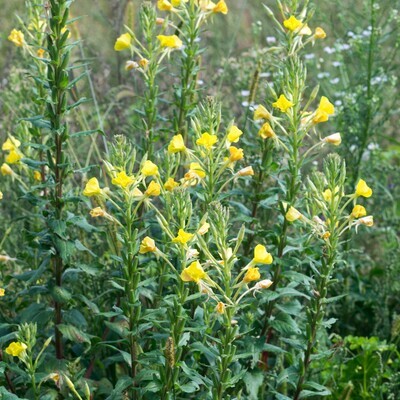 Oenothera biennis