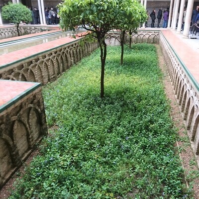 Vinca major