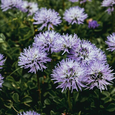 Globularia cordifolia