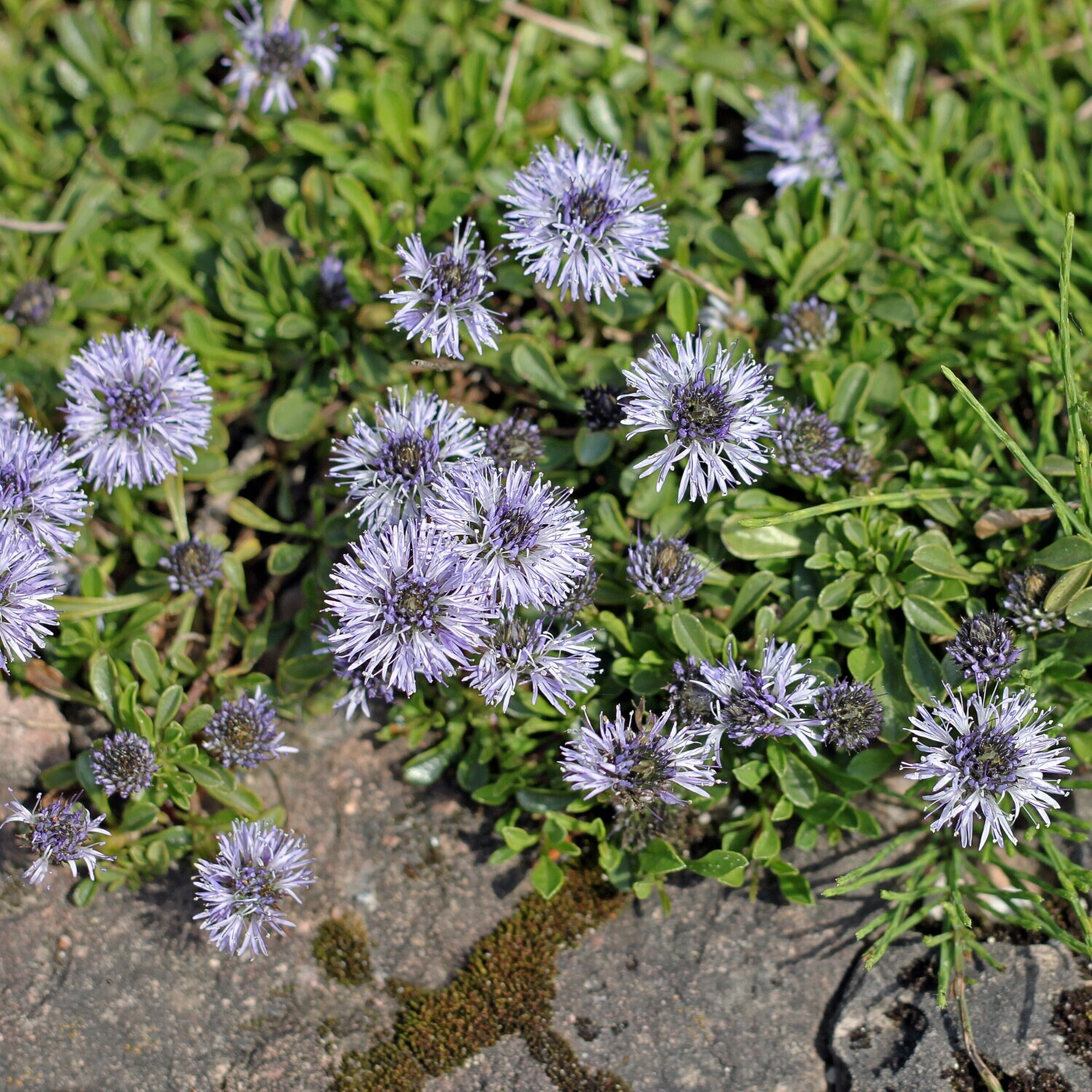 Globularia cordifolia