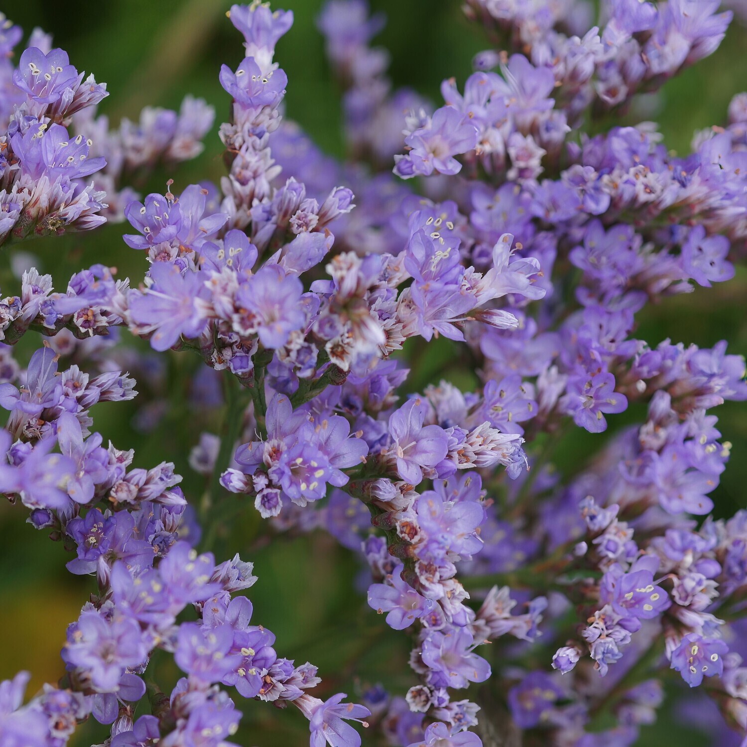 Limonium vulgare
