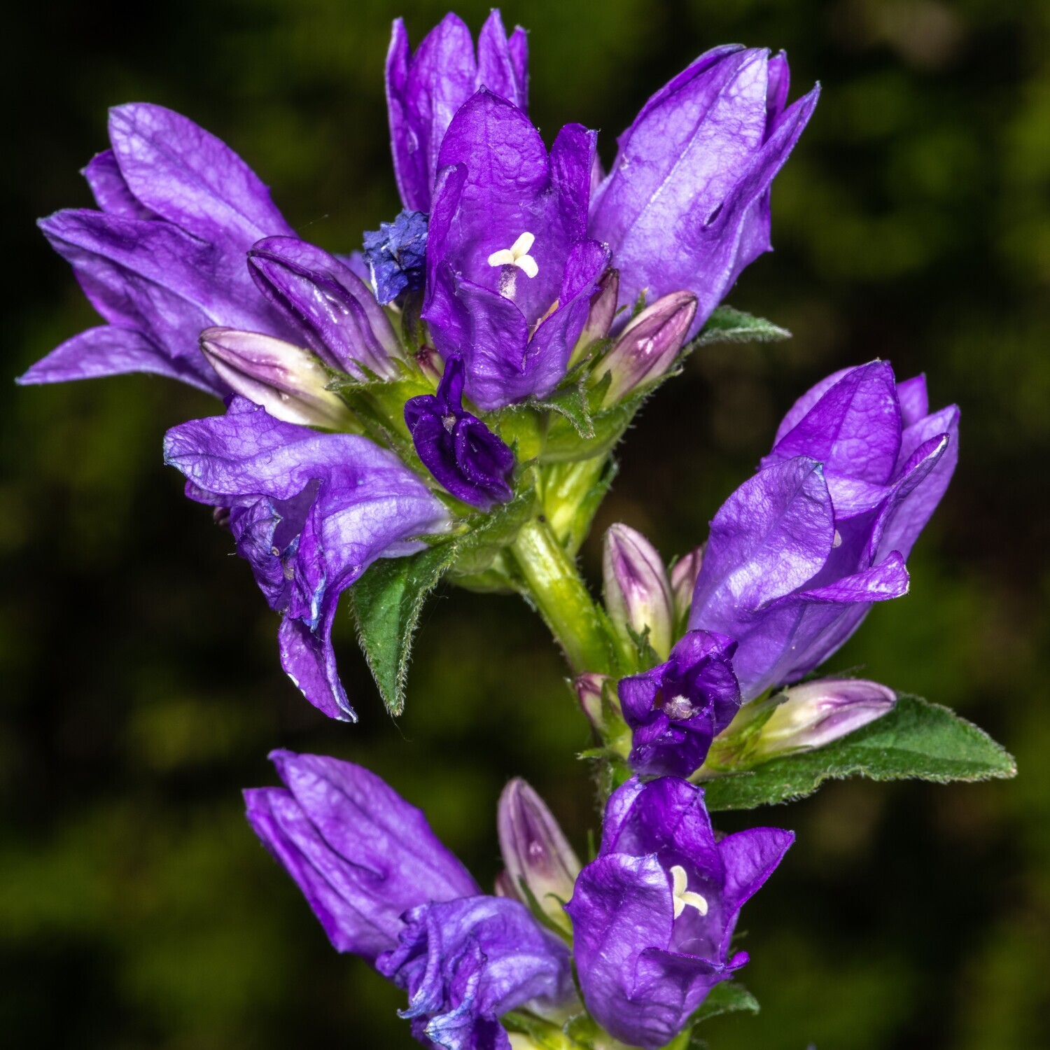 Penstemon strictus