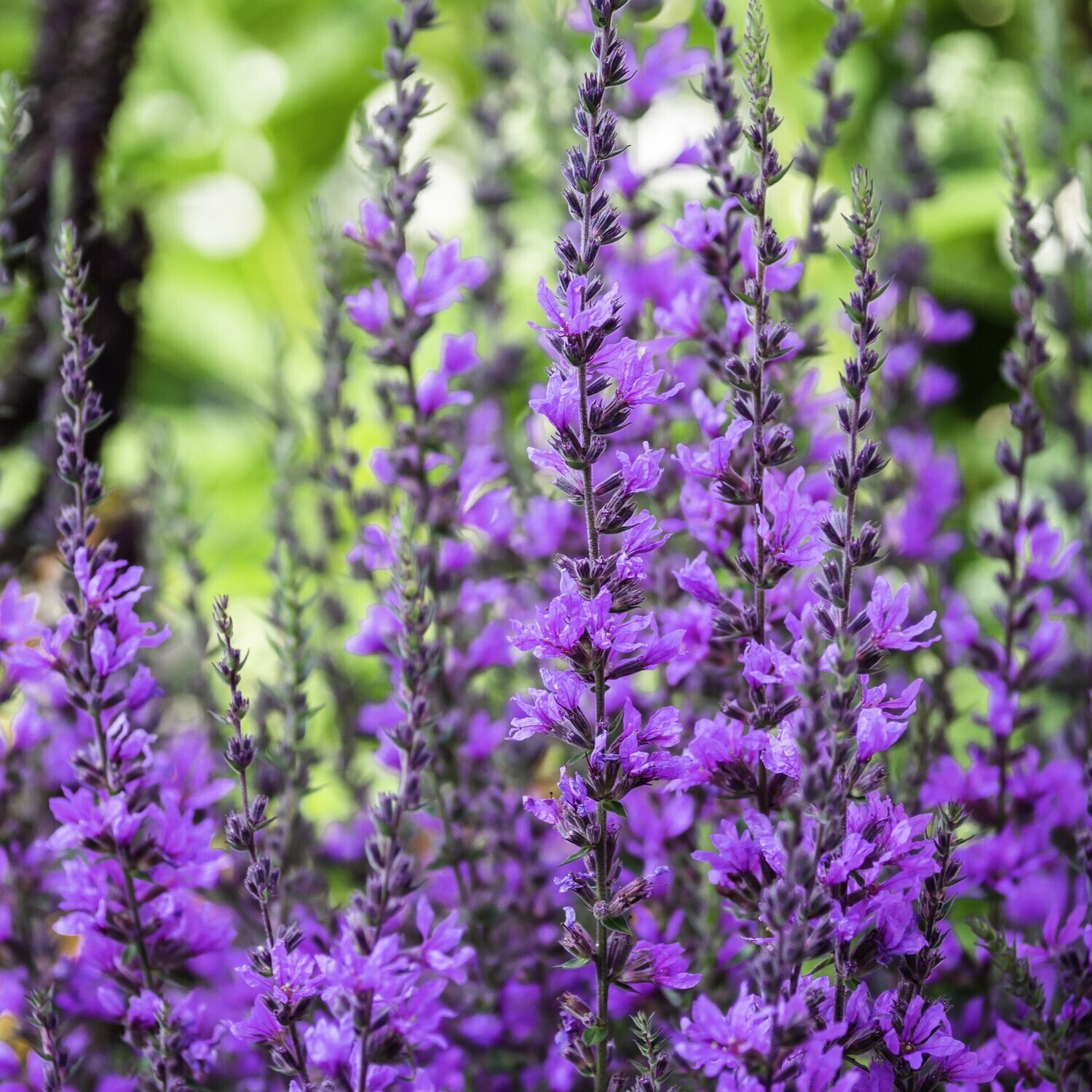 Salvia nemorosa &#39;Violet Queen&#39;