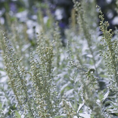 Artemisia ludoviciana 'Silver Queen'