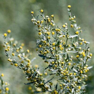 Artemisia absinthum