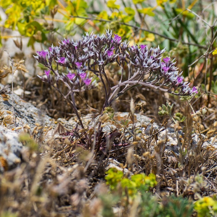 Limonium platyphyllum (Syn. L. latifolium)