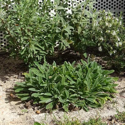 Stachys cretica