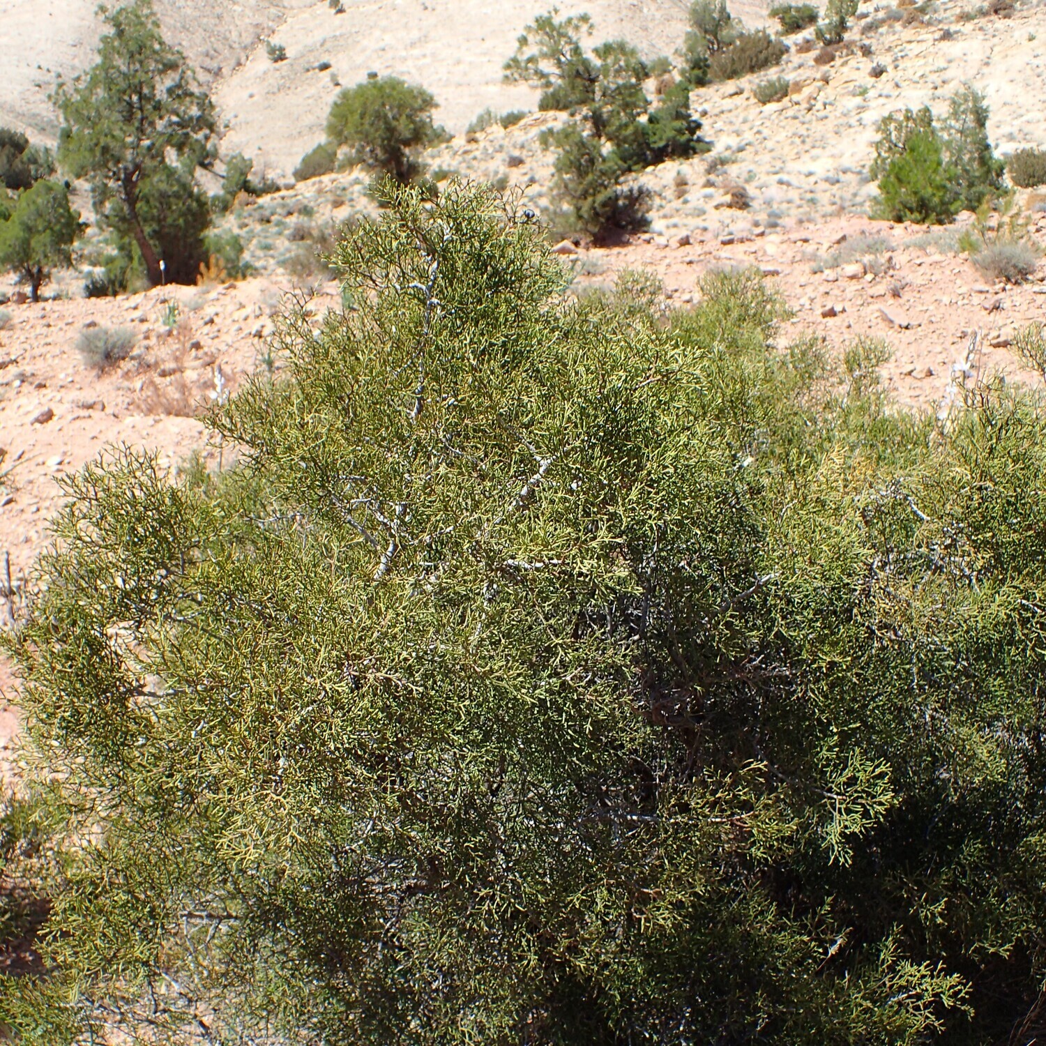 Tetraclinis articulata