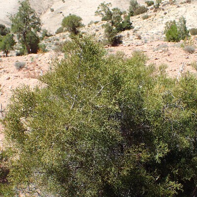 Tetraclinis articulata