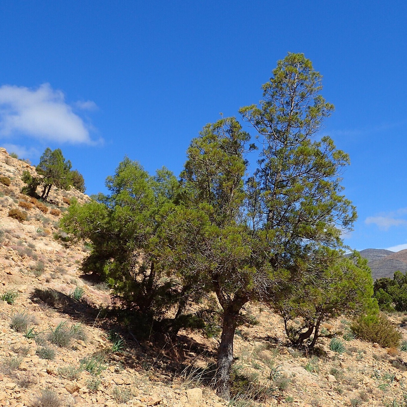 Tetraclinis articulata