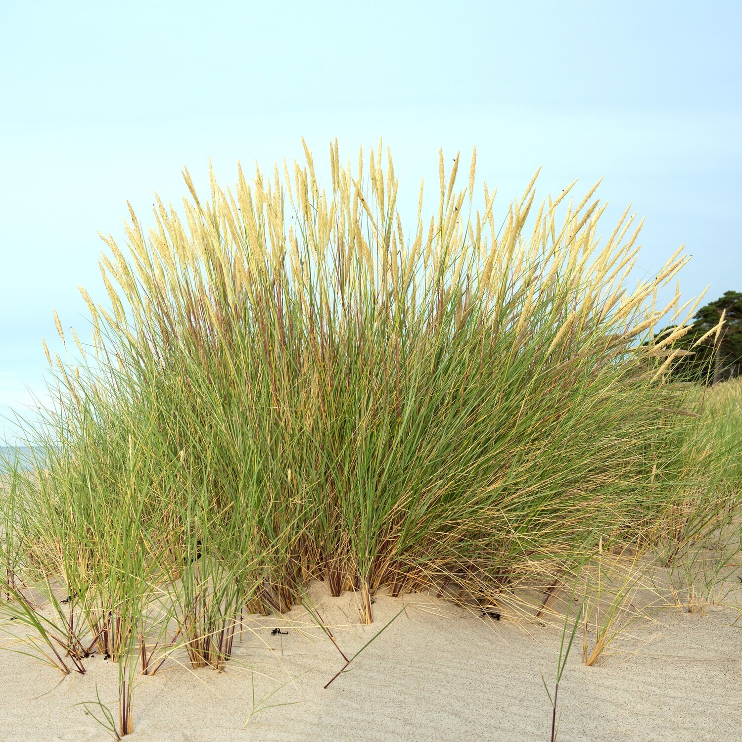 Ammophila arenaria