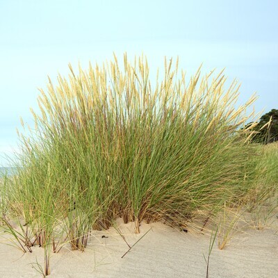 Ammophila arenaria