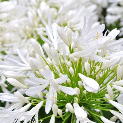 Agapanthus praecox 'Getty White'