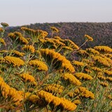 Achillea ageratum