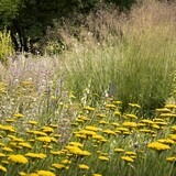 Achillea clypeolata