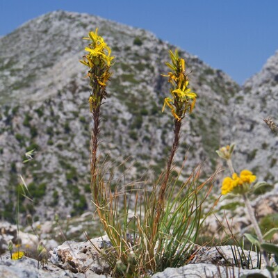 Asphodeline lutea