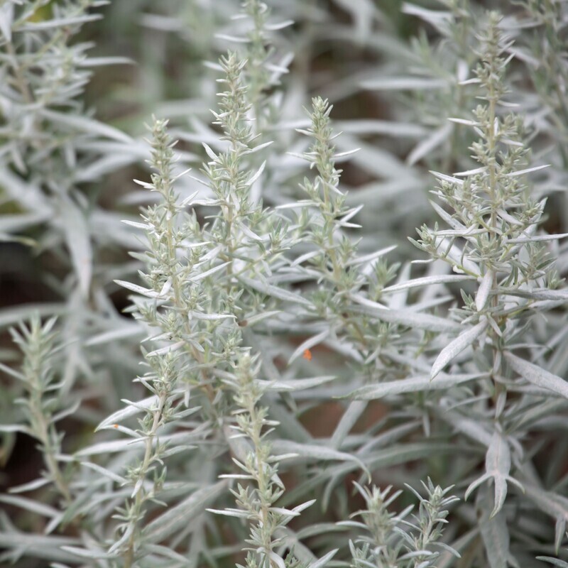 Artemisia ludoviciana &#39;Silver Queen&#39;