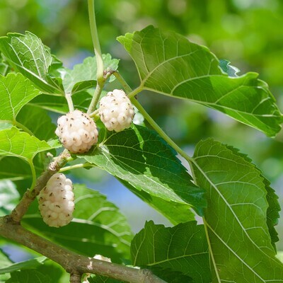 Morus alba