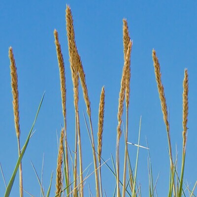 Ammophila arenaria