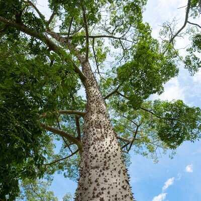 Ceiba speciosa (Chorisia speciosa)