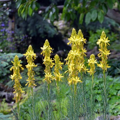 Asphodeline lutea