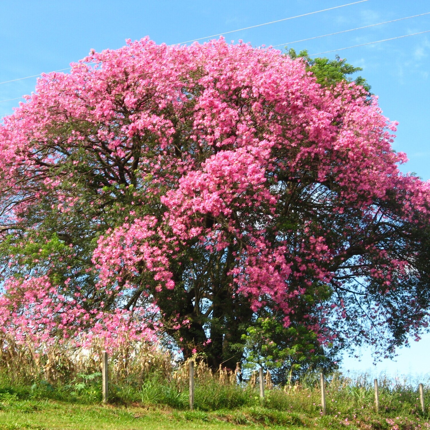 Ceiba speciosa (Chorisia speciosa)