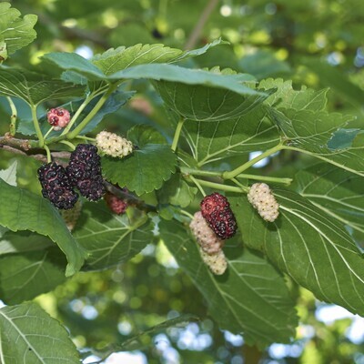 Morus alba