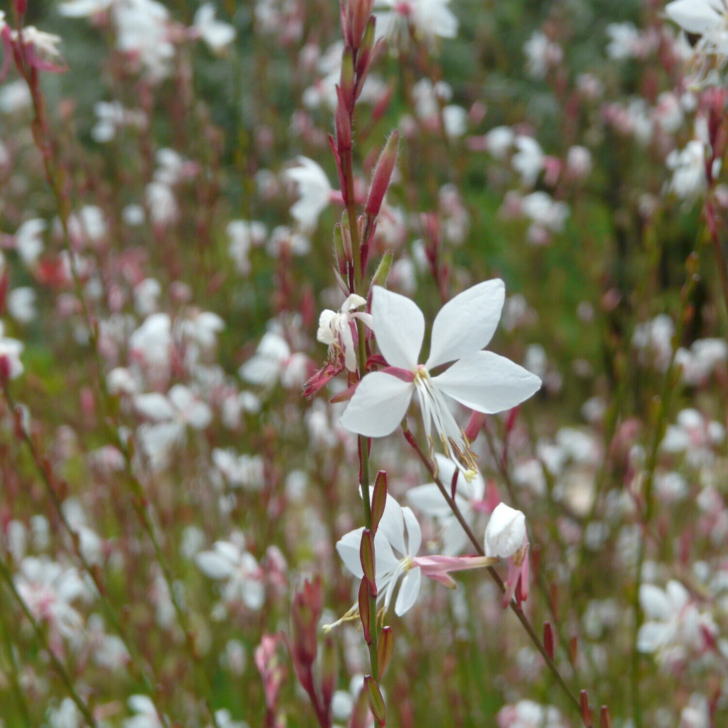 Gaura lindheimeri (White)