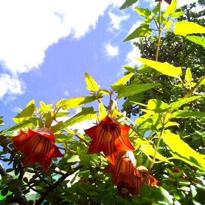 Canarina canariensis