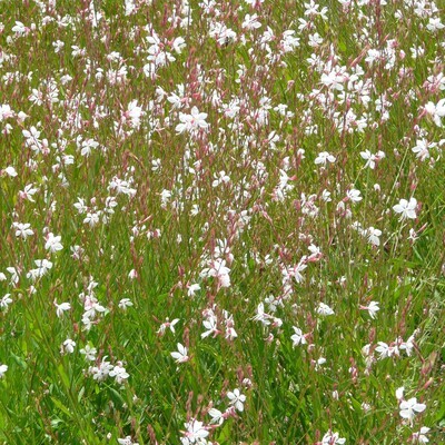 Gaura lindheimeri (White)