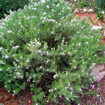 Eriocephalus africanus