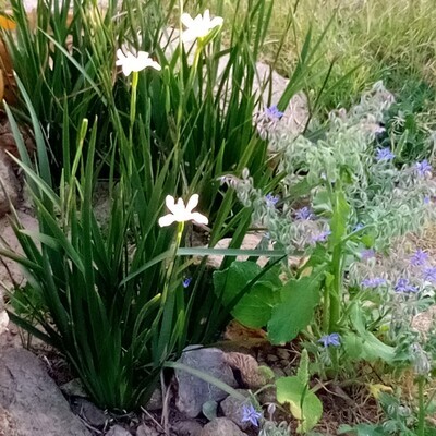 Dietes grandiflora