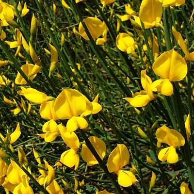 Spartium junceum