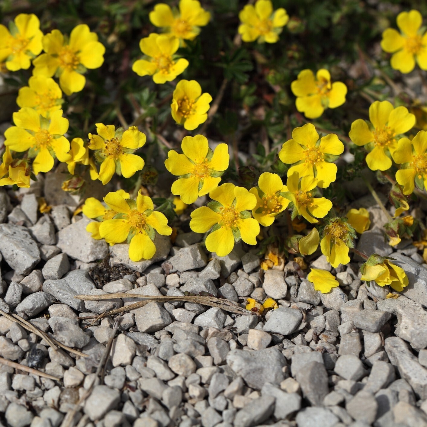 Potentilla neumanniana