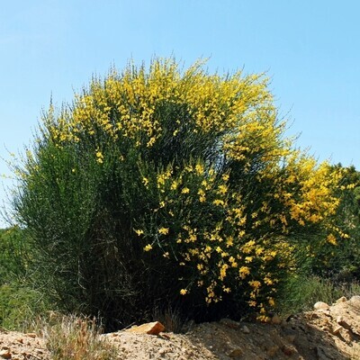 Spartium junceum