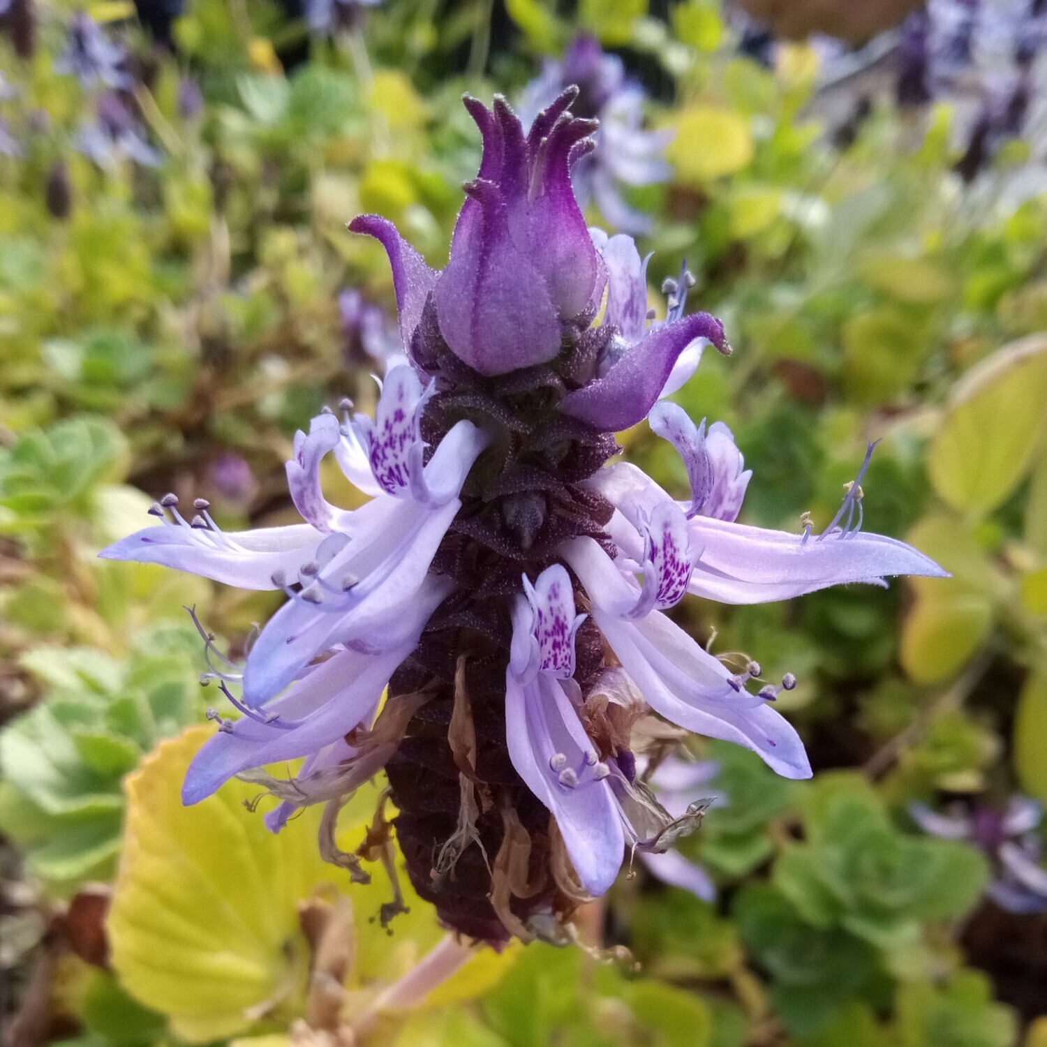 Plectranthus ornatus