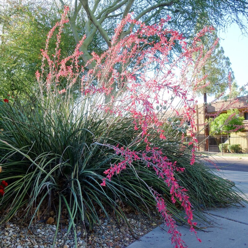 Hesperaloe parviflora