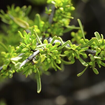 Rhamnus lycioides subsp. oleoides