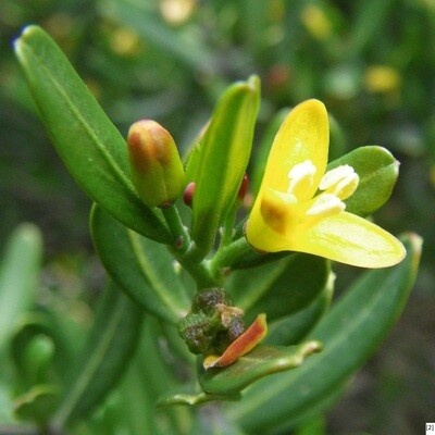 Cneorum tricoccon
