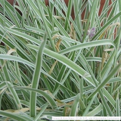 Tulbaghia violacea ‘Variegata’