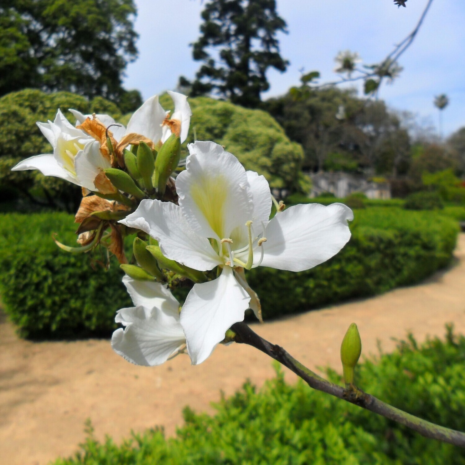 Bauhinia variegata var. candida (Syn. Bauhinia alba)