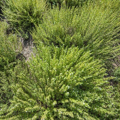 Satureja montana