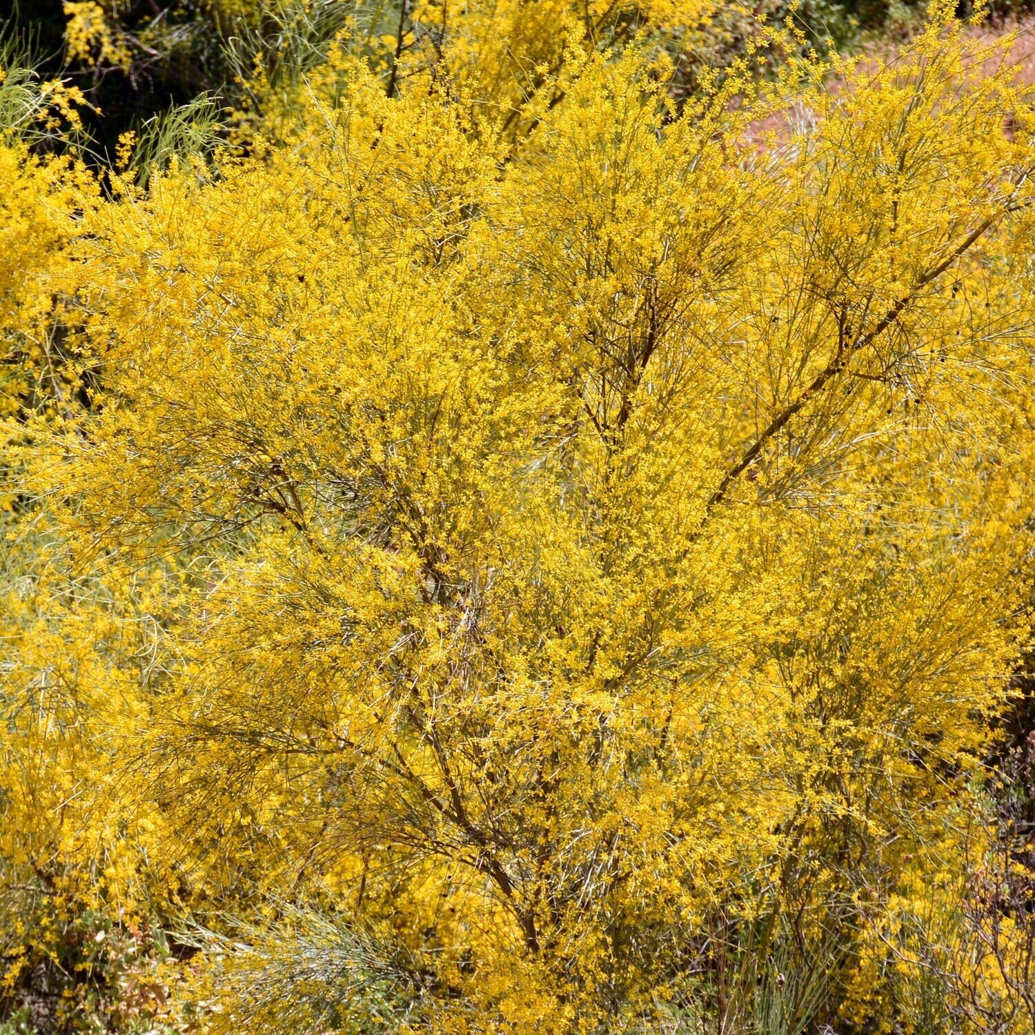 Retama sphaerocarpa (yellow)