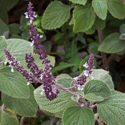 Plectranthus argentatus