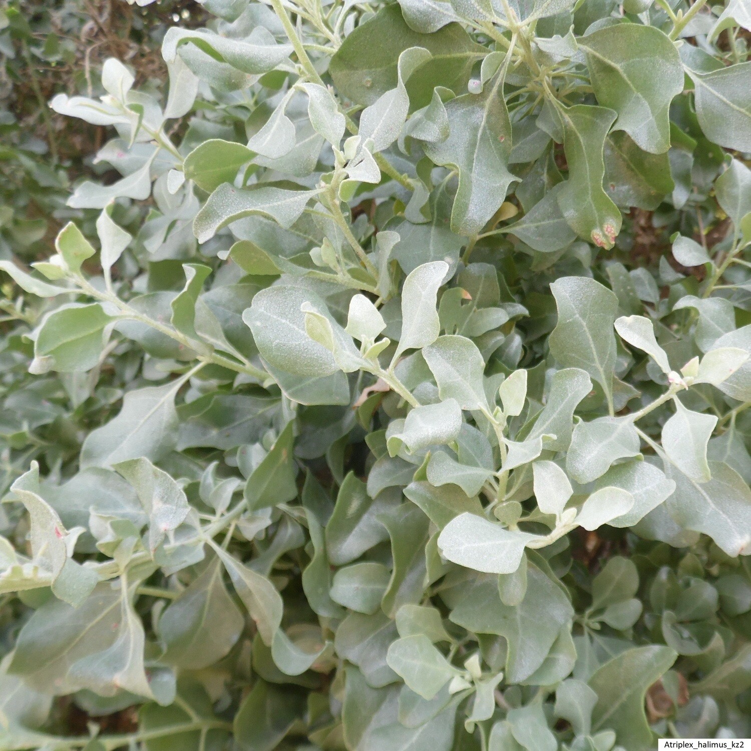 Atriplex halimus