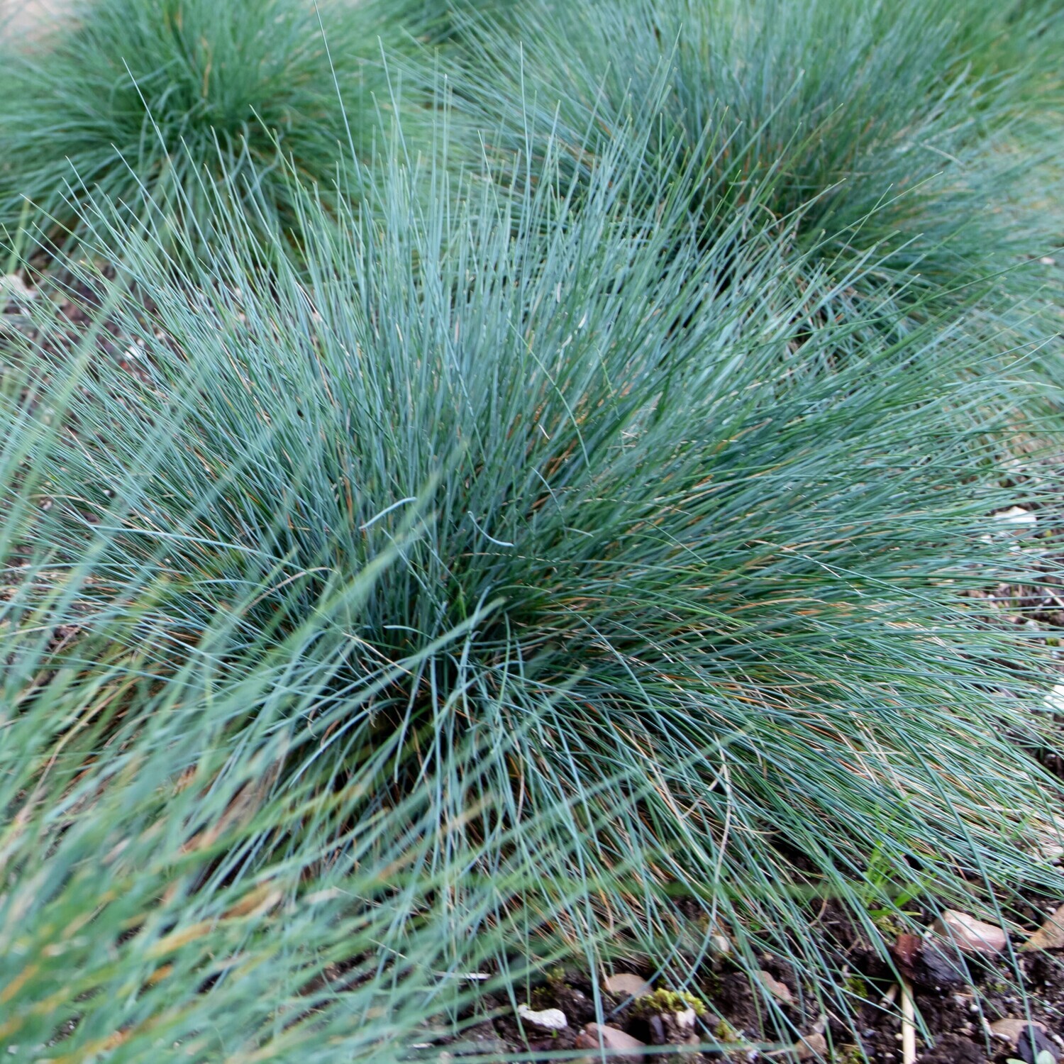 Festuca glauca &#39;Blue Select&#39;