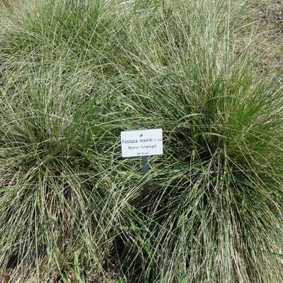 Festuca mairei